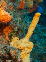 This sponge gave me the finger! IMG 5118